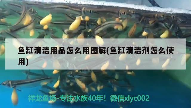 魚缸清潔用品怎么用圖解(魚缸清潔劑怎么使用)