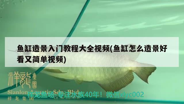 魚(yú)缸造景入門教程大全視頻(魚(yú)缸怎么造景好看又簡(jiǎn)單視頻)