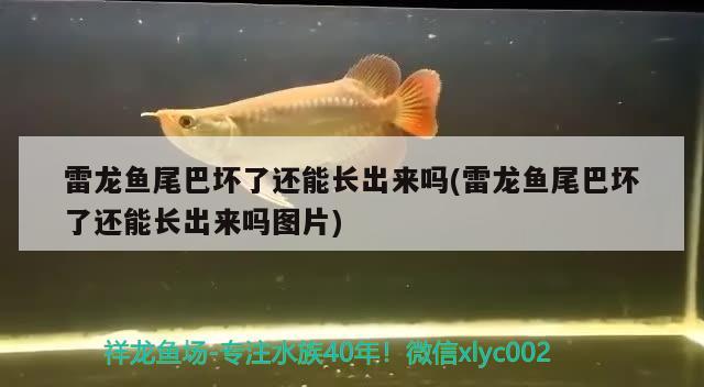 雷龍魚尾巴壞了還能長(zhǎng)出來(lái)嗎(雷龍魚尾巴壞了還能長(zhǎng)出來(lái)嗎圖片) 馬拉莫寶石魚苗