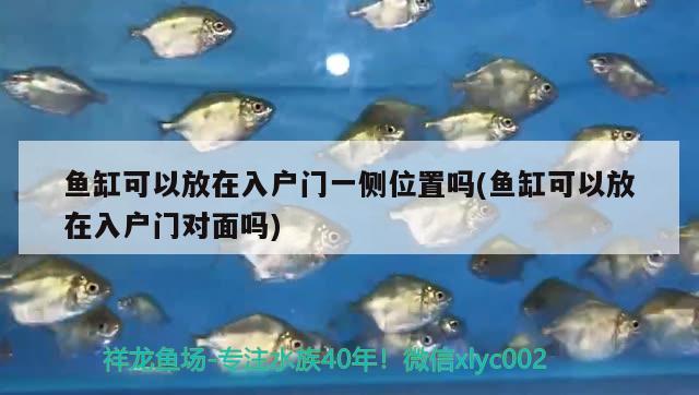 魚缸可以放在入戶門一側位置嗎(魚缸可以放在入戶門對面嗎) 奈及利亞紅圓點狗頭