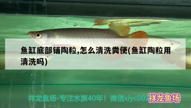 魚缸底部鋪陶粒,怎么清洗糞便(魚缸陶粒用清洗嗎) 虎魚魚苗