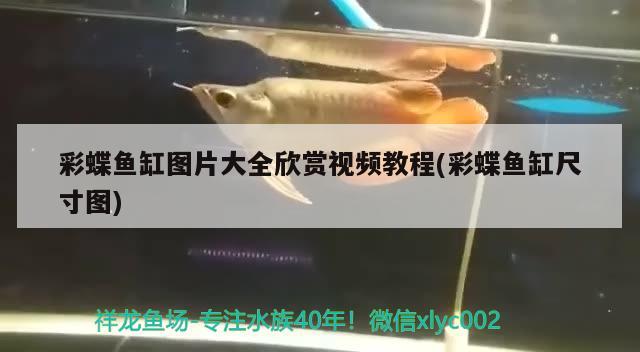 彩蝶魚缸圖片大全欣賞視頻教程(彩蝶魚缸尺寸圖)