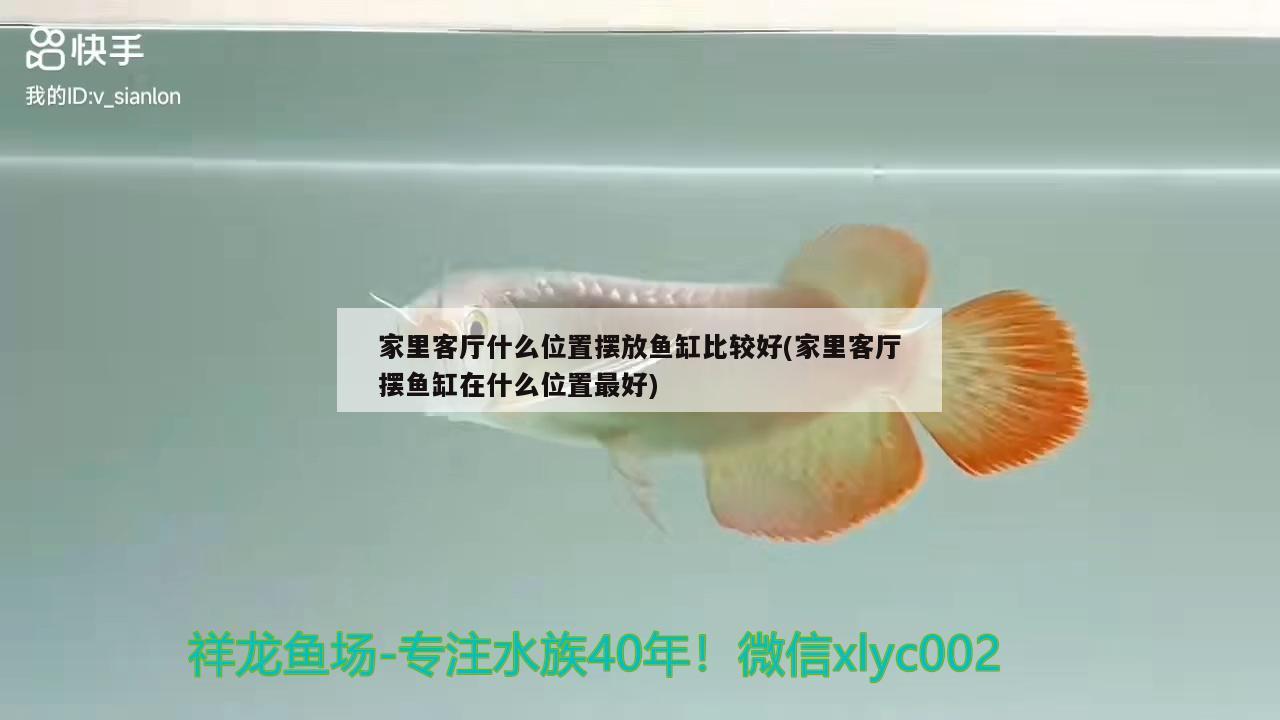 達(dá)州龍魚:龍魚為什么不能隨便養(yǎng)