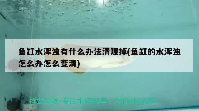 魚缸水渾濁有什么辦法清理掉(魚缸的水渾濁怎么辦怎么變清) 龍魚芯片掃碼器