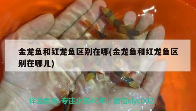 金龍魚和紅龍魚區(qū)別在哪(金龍魚和紅龍魚區(qū)別在哪兒)