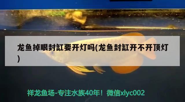 龍魚掉眼封缸要開燈嗎(龍魚封缸開不開頂燈)