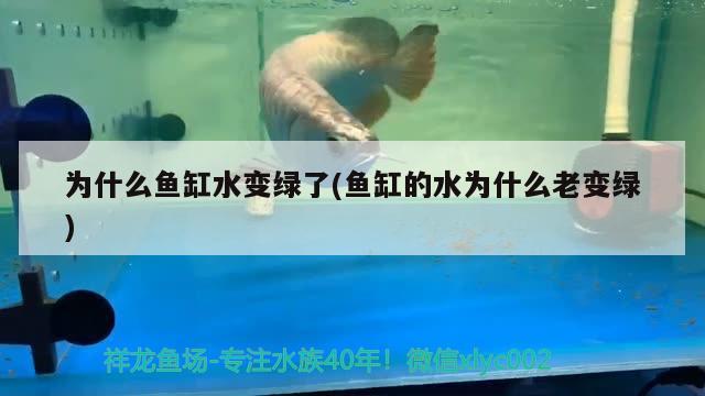 為什么魚缸水變綠了(魚缸的水為什么老變綠) 廣州觀賞魚魚苗批發(fā)市場