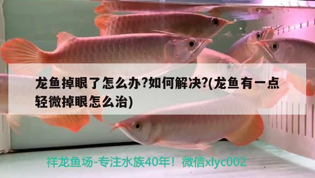 高背小土炮 粗線銀版魚苗 第2張