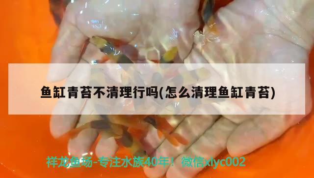 魚缸青苔不清理行嗎(怎么清理魚缸青苔)