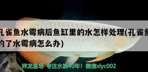 孔雀魚水霉病后魚缸里的水怎樣處理(孔雀魚的了水霉病怎么辦) 照明器材