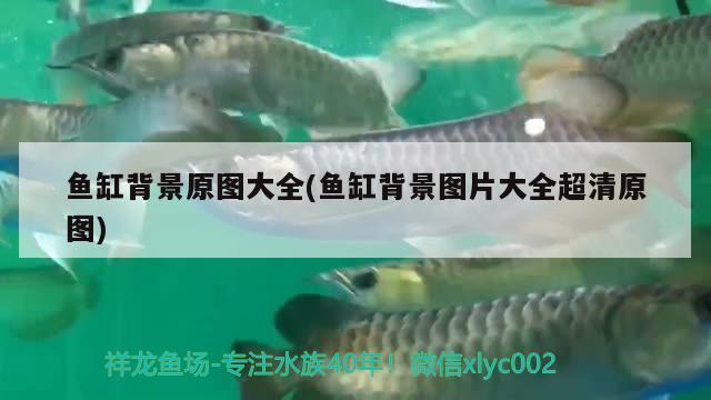 魚缸背景原圖大全(魚缸背景圖片大全超清原圖) 觀賞魚