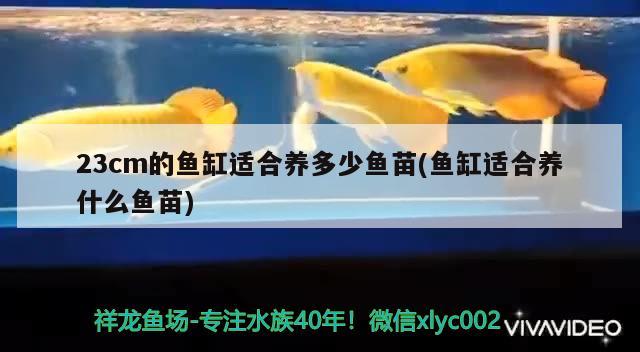 金龍魚華東地區(qū)總代理(金龍魚廣東總代理) 廣州水族器材濾材批發(fā)市場