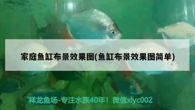 雷龍魚可以和金魚一起養(yǎng)嗎圖片（ 雷龍能和金魚一起養(yǎng)嗎） 祥龍進口元寶鳳凰魚