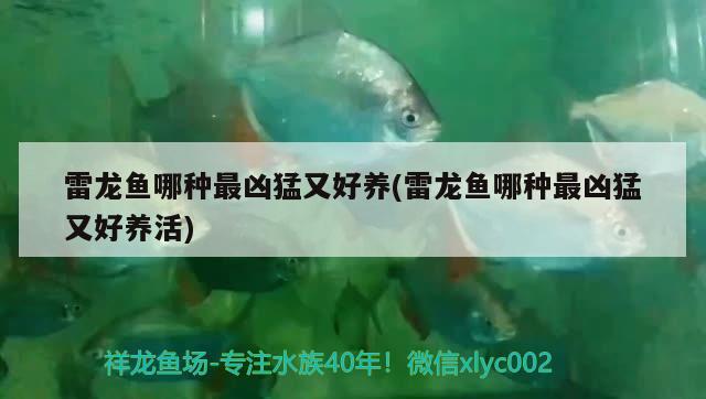 南昌水族館快過年了大團圓 暹羅巨鯉 第3張