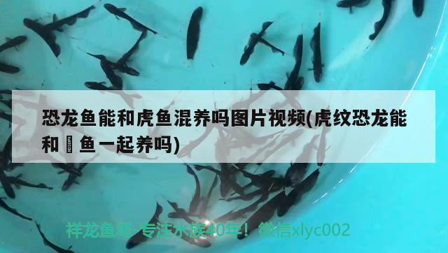 恐龍魚(yú)能和虎魚(yú)混養(yǎng)嗎圖片視頻(虎紋恐龍能和魟魚(yú)一起養(yǎng)嗎) 虎魚(yú)百科