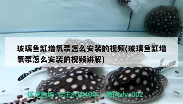 玻璃魚缸增氧泵怎么安裝的視頻(玻璃魚缸增氧泵怎么安裝的視頻講解)