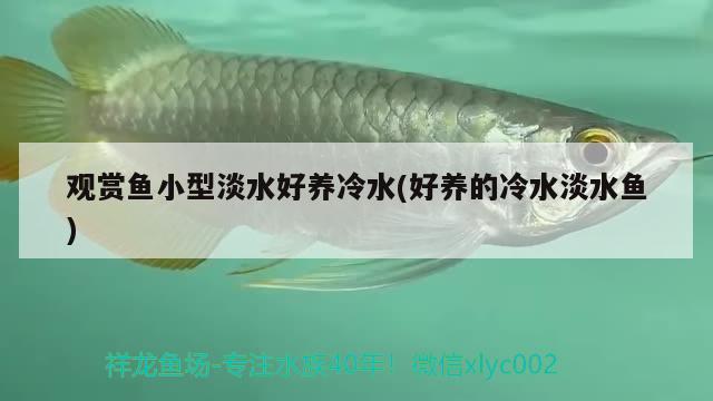 觀賞魚小型淡水好養(yǎng)冷水(好養(yǎng)的冷水淡水魚) 定時(shí)器/自控系統(tǒng) 第2張