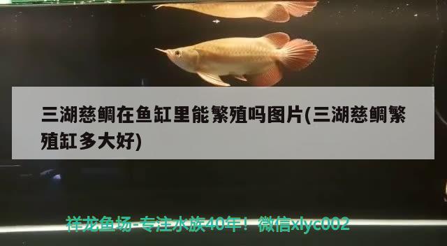 三湖慈鯛在魚缸里能繁殖嗎圖片(三湖慈鯛繁殖缸多大好) 魚缸百科