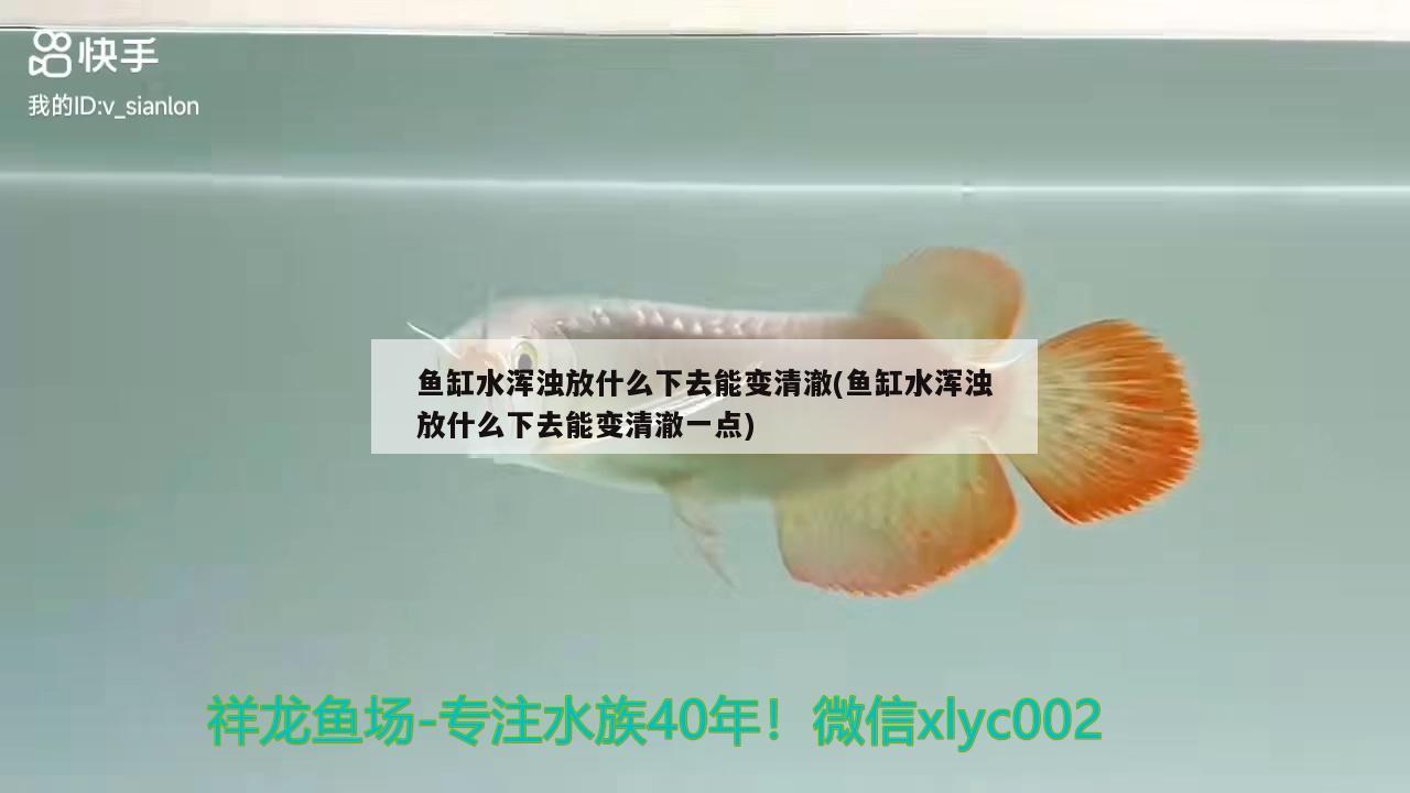 魚(yú)缸水渾濁放什么下去能變清澈(魚(yú)缸水渾濁放什么下去能變清澈一點(diǎn))