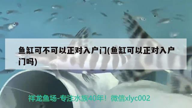 魚缸可不可以正對入戶門(魚缸可以正對入戶門嗎) 高背金龍魚