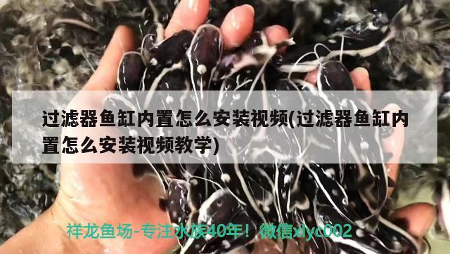 過濾器魚缸內(nèi)置怎么安裝視頻(過濾器魚缸內(nèi)置怎么安裝視頻教學(xué)) 噴點菠蘿魚