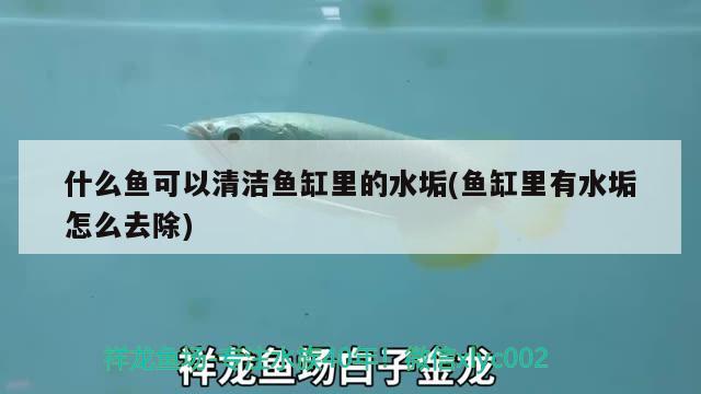 魚(yú)缸剛換的水渾濁怎么辦怎么變清(魚(yú)缸換水變渾濁怎么回事)