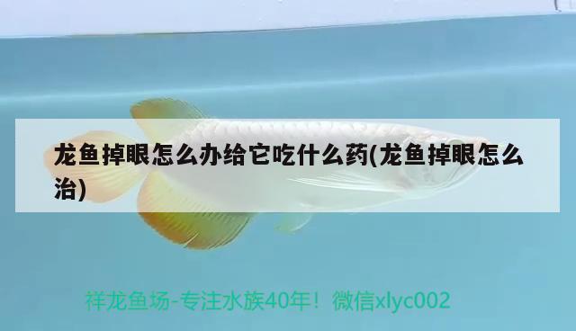 龍魚(yú)掉眼怎么辦給它吃什么藥(龍魚(yú)掉眼怎么治)