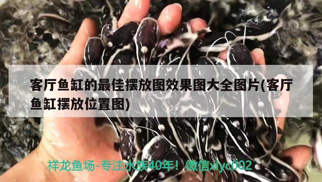 客廳魚缸的最佳擺放圖效果圖大全圖片(客廳魚缸擺放位置圖) 祥龍傳奇品牌魚缸