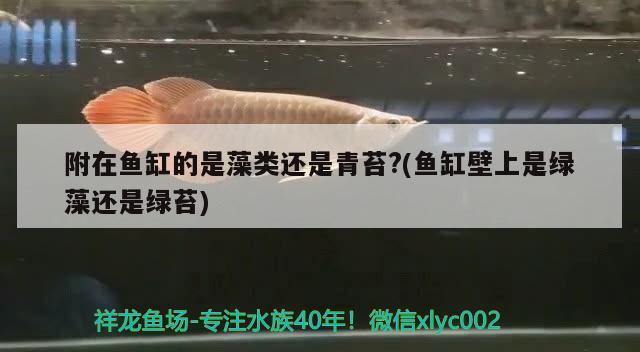 附在魚缸的是藻類還是青苔?(魚缸壁上是綠藻還是綠苔) 巴卡雷龍魚