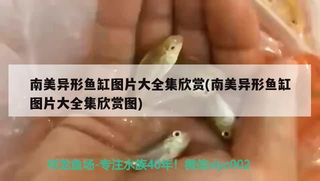 南美異形魚缸圖片大全集欣賞(南美異形魚缸圖片大全集欣賞圖) 白子紅龍魚