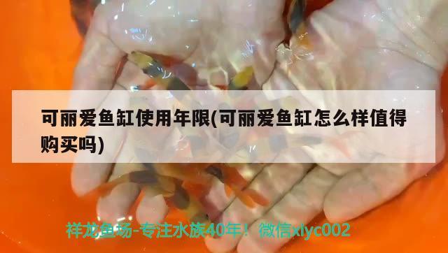 可麗愛魚缸使用年限(可麗愛魚缸怎么樣值得購買嗎) 伊巴卡魚