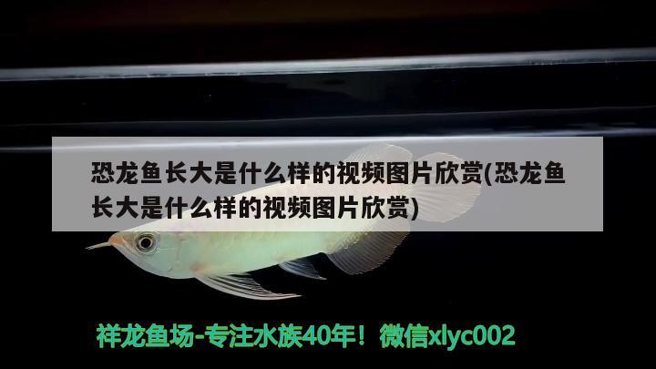 恐龍魚長大是什么樣的視頻圖片欣賞(恐龍魚長大是什么樣的視頻圖片欣賞) 銀龍魚百科