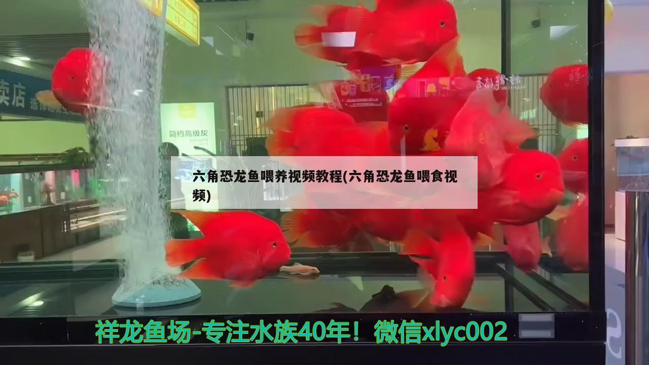 六角恐龍魚喂養(yǎng)視頻教程(六角恐龍魚喂食視頻) 祥龍水族護理水