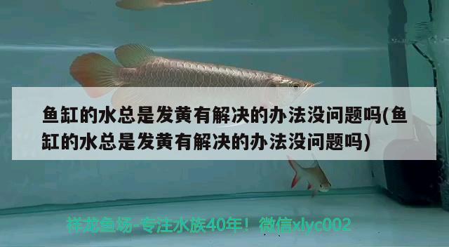 魚缸的水總是發(fā)黃有解決的辦法沒問題嗎(魚缸的水總是發(fā)黃有解決的辦法沒問題嗎) 熱帶魚魚苗批發(fā)