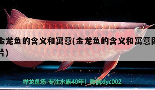 大型魚缸養(yǎng)魚視頻大全(大型魚缸養(yǎng)魚視頻大全圖片) 鸚鵡魚