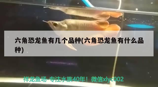 六角恐龍魚有幾個品種(六角恐龍魚有什么品種)