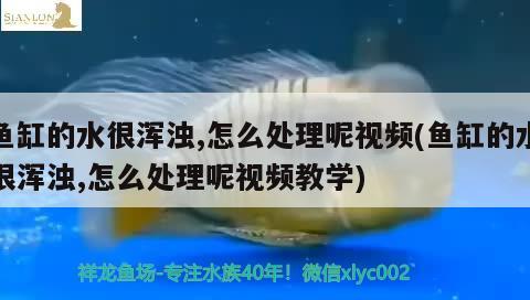 魚缸的水很渾濁,怎么處理呢視頻(魚缸的水很渾濁,怎么處理呢視頻教學(xué))