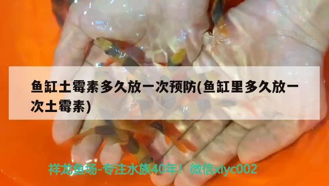 魚缸土霉素多久放一次預(yù)防(魚缸里多久放一次土霉素)