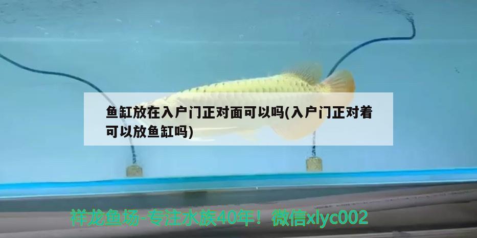 魚缸放在入戶門正對面可以嗎(入戶門正對著可以放魚缸嗎) 祥龍魚場