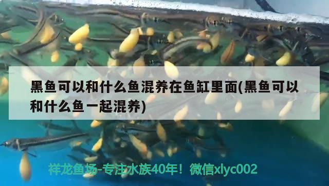 創(chuàng)魔觀賞魚怎么弄，森森水族箱溫度探頭安裝