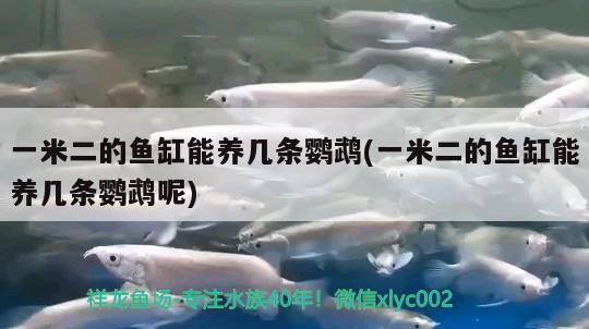 一米二的魚缸能養(yǎng)幾條鸚鵡(一米二的魚缸能養(yǎng)幾條鸚鵡呢)