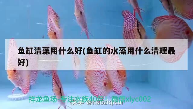 魚缸清藻用什么好(魚缸的水藻用什么清理最好) 黑水素