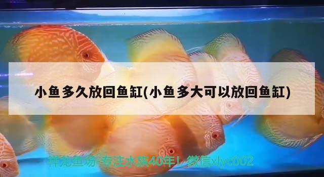 小魚多久放回魚缸(小魚多大可以放回魚缸) 紅龍專用魚糧飼料