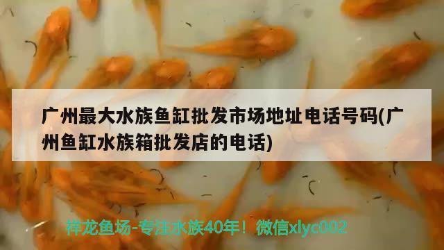 廣州最大水族魚缸批發(fā)市場地址電話號碼(廣州魚缸水族箱批發(fā)店的電話) 魚缸/水族箱