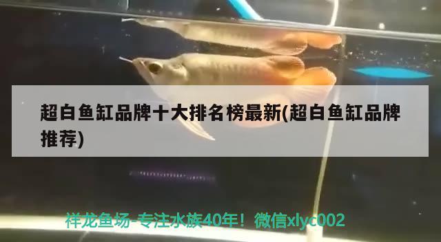 超白魚缸品牌十大排名榜最新(超白魚缸品牌推薦) BD魟魚