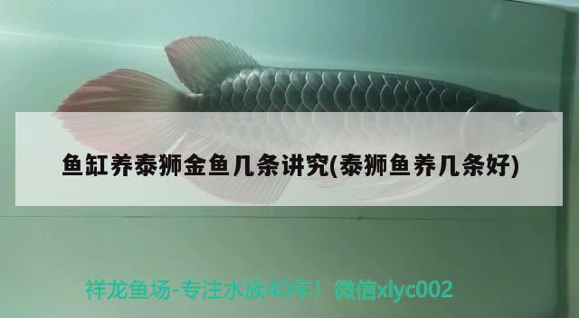 魚缸養(yǎng)泰獅金魚幾條講究(泰獅魚養(yǎng)幾條好) 黑金魟魚 第2張