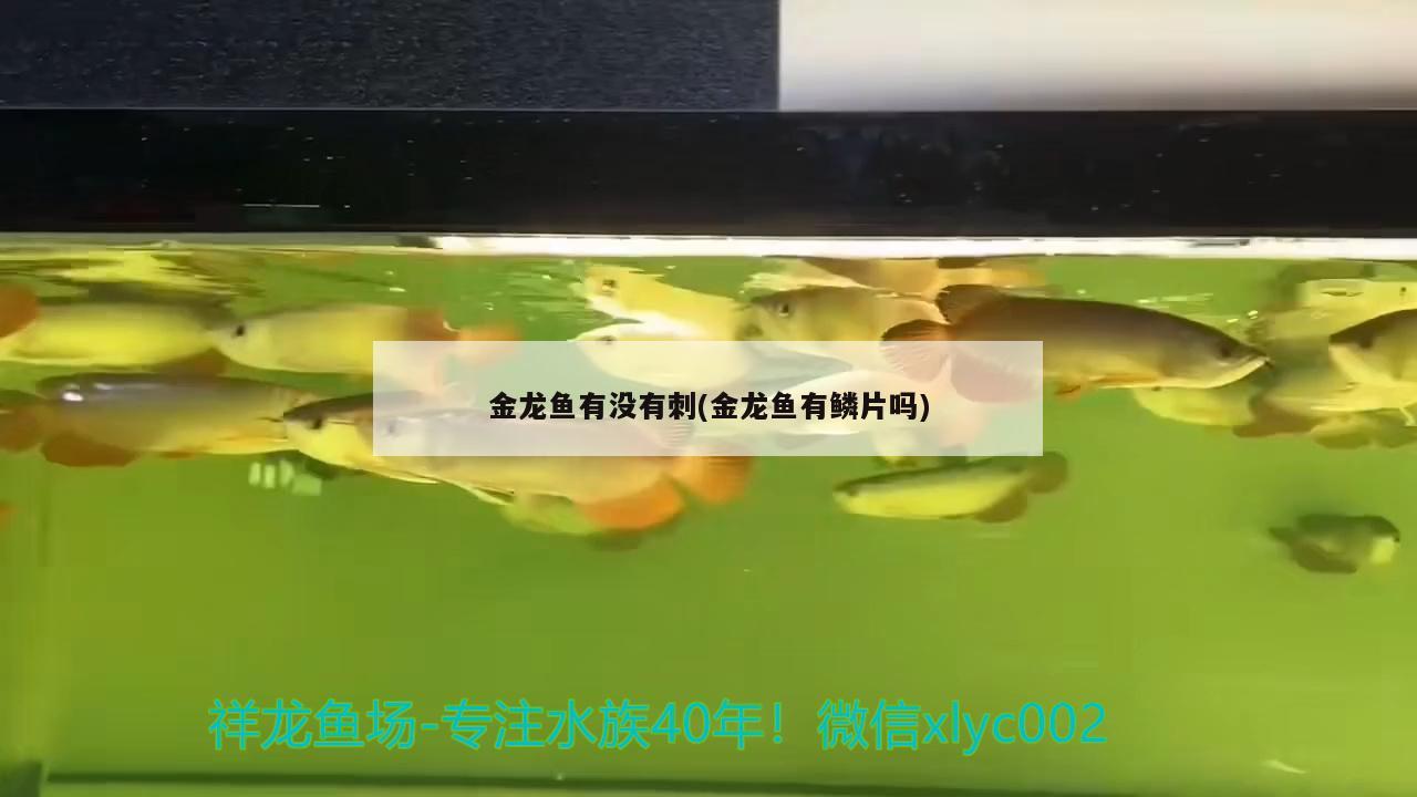 金龍魚有沒有刺(金龍魚有鱗片嗎) 古典過背金龍魚 第1張