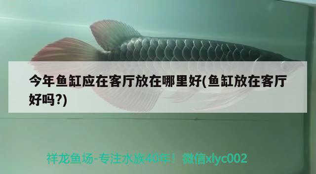 今年魚缸應在客廳放在哪里好(魚缸放在客廳好嗎?)