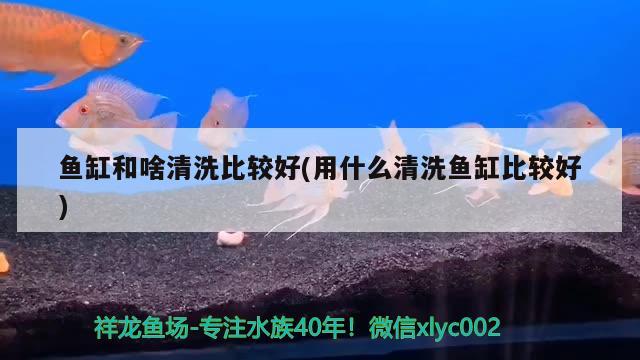 魚缸和啥清洗比較好(用什么清洗魚缸比較好) 白子銀版魚