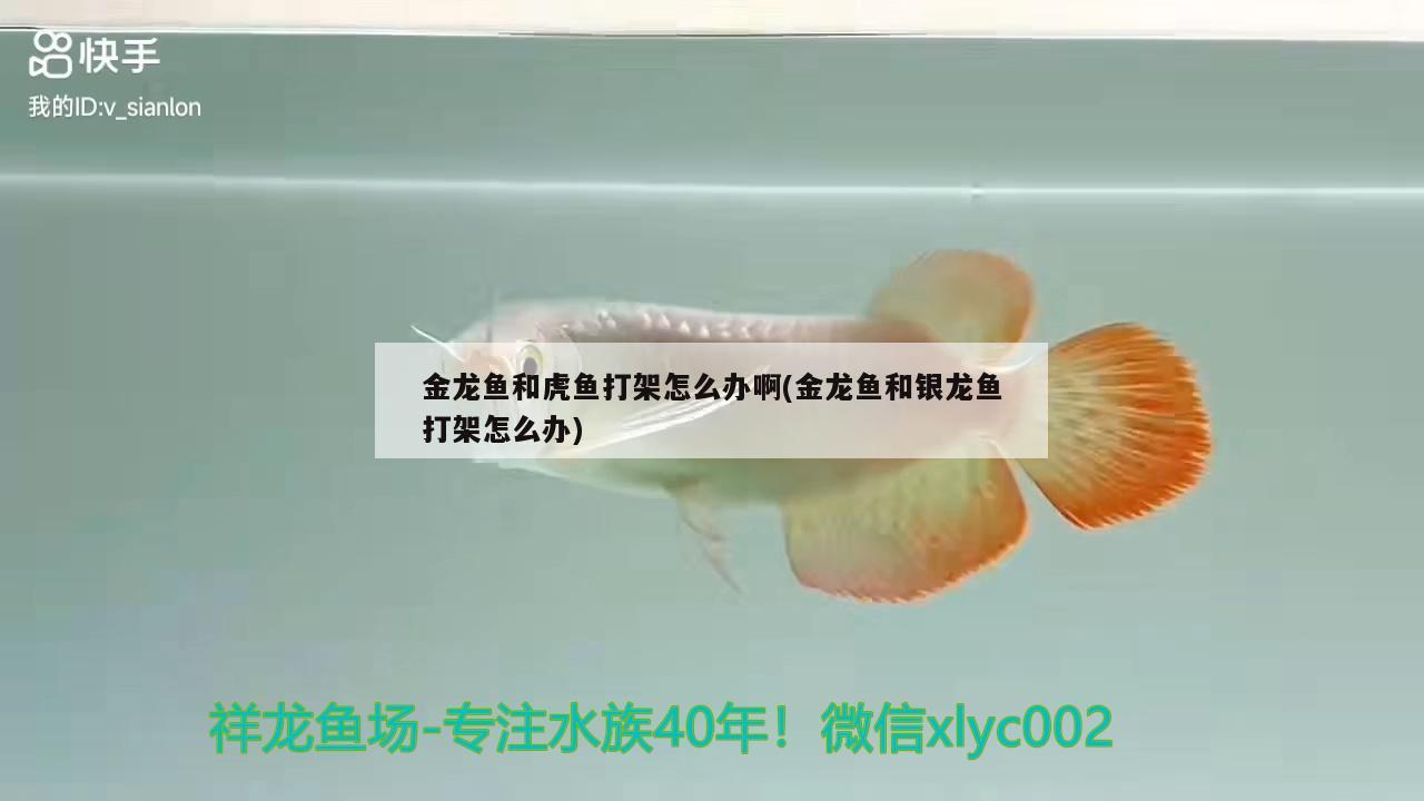 金龍魚和虎魚打架怎么辦啊(金龍魚和銀龍魚打架怎么辦)